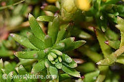 Bewimperter Steinbrech (Saxifraga aizoides) (F195228) Bewimperter Steinbrech (Saxifraga aizoides) (F195228)