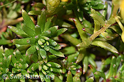 Bewimperter Steinbrech (Saxifraga aizoides) (F195230) Bewimperter Steinbrech (Saxifraga aizoides) (F195230)