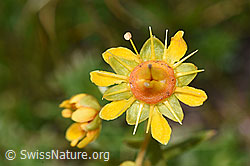 Bewimperter Steinbrech (Saxifraga aizoides) (F195232) Bewimperter Steinbrech (Saxifraga aizoides) (F195232)