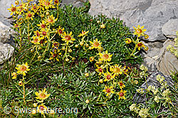 Bewimperter Steinbrech (Saxifraga aizoides) (F195233) Bewimperter Steinbrech (Saxifraga aizoides) (F195233)