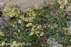 Glänzender Silbermantel (Alchemilla nitida) (F195240)