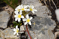 Trauben-Steinbrech (Saxifraga paniculata) (09.2021, F195244)