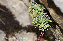 Saxifraga paniculata (F195245)