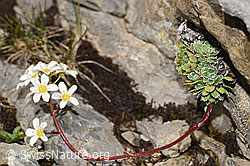 Trauben-Steinbrech (Saxifraga paniculata) (09.2021, F195246)
