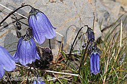 Niedliche Glockenblume (Campanula cochleariifolia) (F195247)