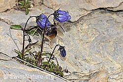 Niedliche Glockenblume (Campanula cochleariifolia) (F195248)