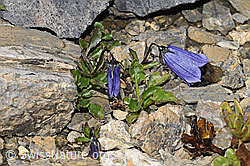 Niedliche Glockenblume (Campanula cochleariifolia) (F195249)