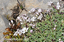Kriechendes Gipskraut (Gypsophila repens) (09.2021, F195252)