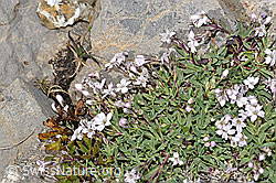 Gypsophila repens (F195254)