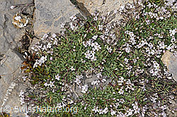 Kriechendes Gipskraut (Gypsophila repens) (09.2021, F195255)