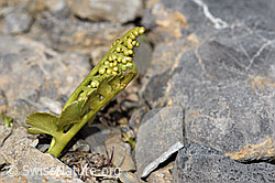 Botrychium lunaria (F195258)