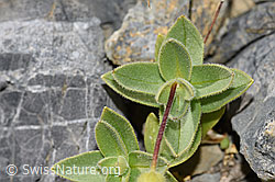 Photo: Cerastium latifolium