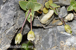 Photo: Cerastium latifolium