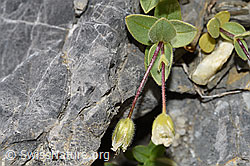 Photo: Cerastium latifolium