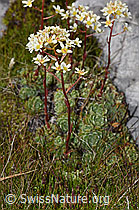 Saxifraga paniculata (F195266)