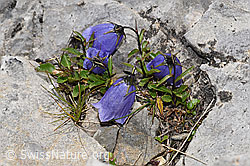 Niedliche Glockenblume (Campanula cochleariifolia) (F195268)