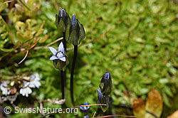 Zarter Enzian (Gentiana tenella) (F195276) Zarter Enzian (Gentiana tenella) (F195276)