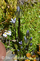 Zarter Enzian (Gentiana tenella) (F195277) Zarter Enzian (Gentiana tenella) (F195277)