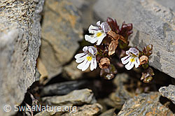 Zwerg-Augentrost (Euphrasia minima) (F195286)