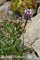 Einköpfiges Berufkraut (Erigeron uniflorus) (09.2021, F195291)