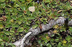 Stumpfblättrige Weide (Salix retusa) (F195298) Stumpfblättrige Weide (Salix retusa) (F195298)