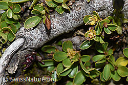 Stumpfblättrige Weide (Salix retusa) (F195299) Stumpfblättrige Weide (Salix retusa) (F195299)