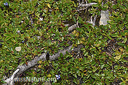 Stumpfblättrige Weide (Salix retusa) (F195300) Stumpfblättrige Weide (Salix retusa) (F195300)