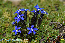 Schnee-Enzian (Gentiana nivalis) (09.2021, F195302)
