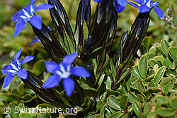 Gentiana nivalis (F195303)