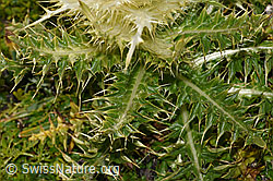 Cirsium spinosissimum (F195308)