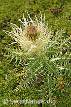 Alpen-Kratzdistel (Cirsium spinosissimum) (09.2021, F195310)