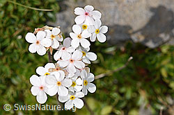 Bewimperter Mannsschild (Androsace chamaejasme) (09.2021, F195311)