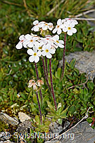 Bewimperter Mannsschild (Androsace chamaejasme) (09.2021, F195316)