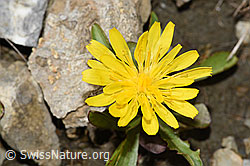 Berg-Milchkraut (Leontodon montanus) (F195323) Berg-Milchkraut (Leontodon montanus) (F195323)