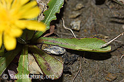 Berg-Milchkraut (Leontodon montanus) (F195325) Berg-Milchkraut (Leontodon montanus) (F195325)