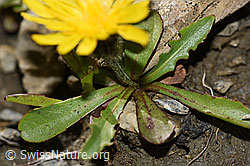 Berg-Milchkraut (Leontodon montanus) (F195326) Berg-Milchkraut (Leontodon montanus) (F195326)
