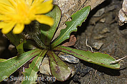 Berg-Milchkraut (Leontodon montanus) (F195327) Berg-Milchkraut (Leontodon montanus) (F195327)