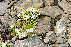 Galium megalospermum (F195329)