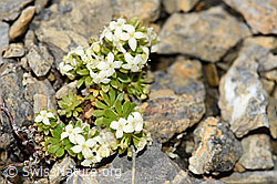 Schweizer Labkraut (Galium megalospermum) (09.2021, F195331)