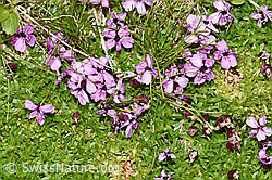 Kalk-Polsternelke (Silene acaulis) (09.2021, F195333)