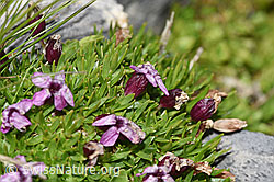 Kalk-Polsternelke (Silene acaulis) (09.2021, F195334)