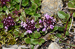 Vielhaariger Thymian (Thymus polytrichus) (09.2021, F195336)
