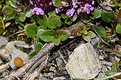 Vielhaariger Thymian (Thymus polytrichus) (09.2021, F195338)