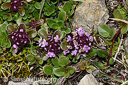 Thymus polytrichus (F195340)