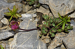 Gletscher-Hahnenfuss (Ranunculus glacialis) (F195342) Gletscher-Hahnenfuss (Ranunculus glacialis) (F195342)