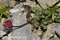 Gletscher-Hahnenfuss (Ranunculus glacialis) (F195344) Gletscher-Hahnenfuss (Ranunculus glacialis) (F195344)