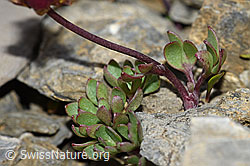 Gletscher-Hahnenfuss (Ranunculus glacialis) (F195345) Gletscher-Hahnenfuss (Ranunculus glacialis) (F195345)