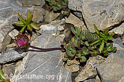 Gletscher-Hahnenfuss (Ranunculus glacialis) (F195346) Gletscher-Hahnenfuss (Ranunculus glacialis) (F195346)