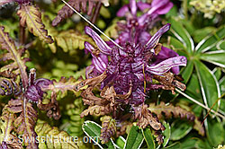 Quirlblättriges Läusekraut (Pedicularis verticillata) (F195354)