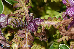 Quirlblättriges Läusekraut (Pedicularis verticillata) (F195356)